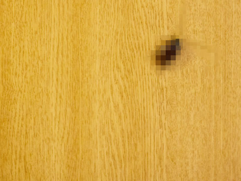 ゴキブリ