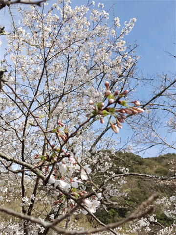 桜の季節