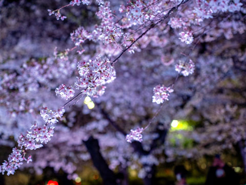 夜桜