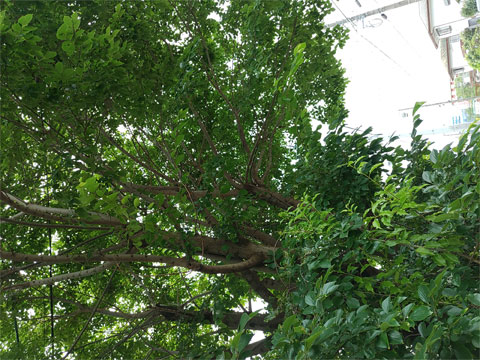 夏到来