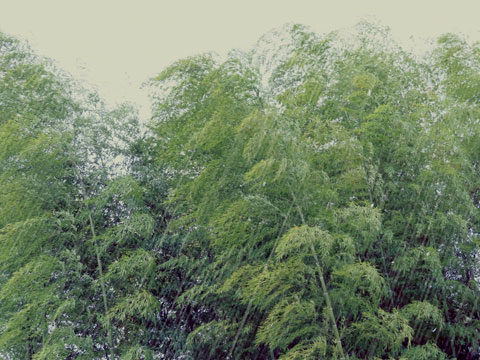 台風