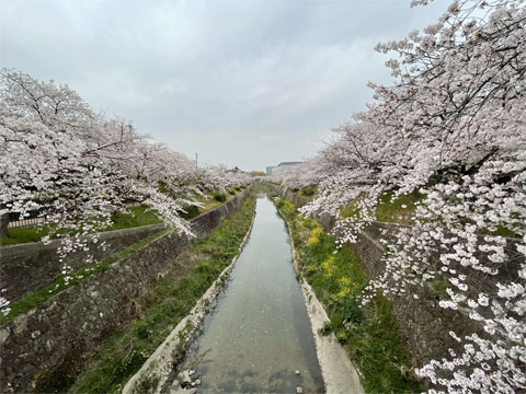 山崎川の桜