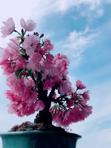 桜